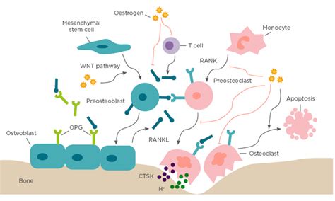 Postmenopausal Osteoporosis A Mini Review EMJ Reviews