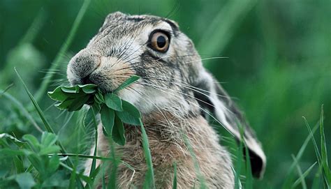 Steckbrief Feldhase Deutsche Wildtier Stiftung