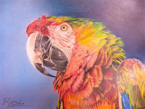 Parrot Colored Pencil Techniques Colored Pencils Drawings