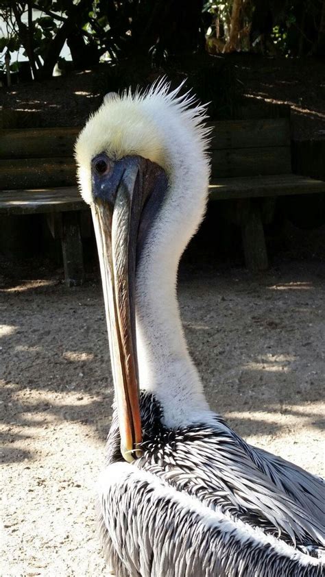 Suncoast Seabird Sanctuary Indian Shores Indian Shores Florida Sea