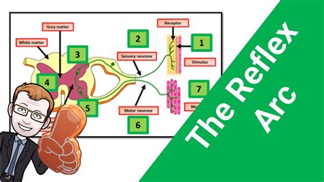 Gcse Biology What Is The Reflex Arc Youtube