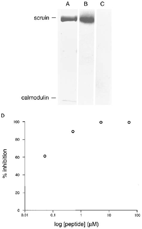 Scruin Binds Calmodulin Avidly In Calcium Based On Blot Overlays With