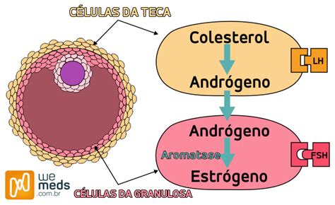 La Teor A De Las Dos C Lulas Y Dos Gonadotropinas Descubre Su