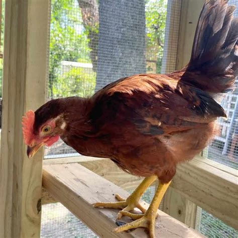 Top 11 Red Chicken Breeds With Pictures