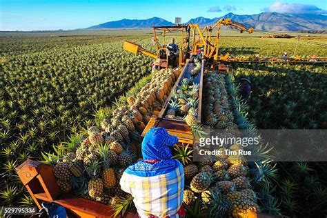 184 Pineapple Plantation Hawaii Stock Photos, High-Res Pictures, and Images - Getty Images