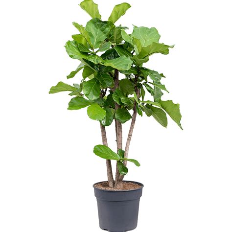 Rent the ficus lyrata - tree (XL) - Leafy Life - A beautiful green Ficus