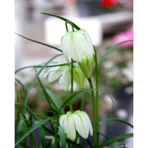 Fritillaria Meleagris Alba Bulbs Peter Nyssen Buy Flower Bulbs And