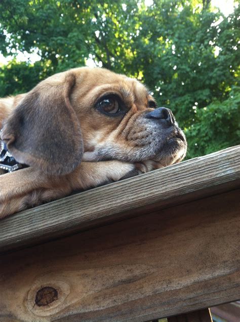 Puggle dogs, Cute dog pictures, Puggle