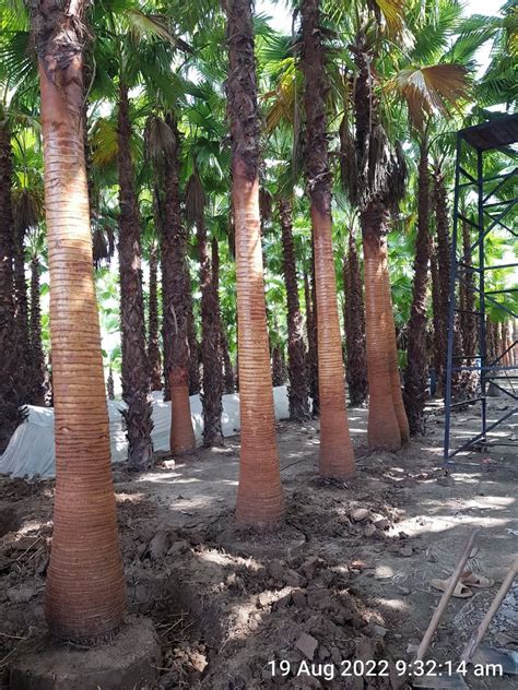 Washingtonia Palm – Aziz Nursery Farm