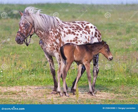 Horse and foal stock photo. Image of little, field, foal - 25843080