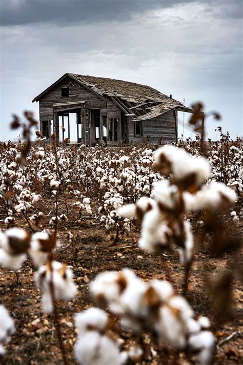 Snyder Texas Photo Abandoned Shack In Cotton Field West Texas Wall