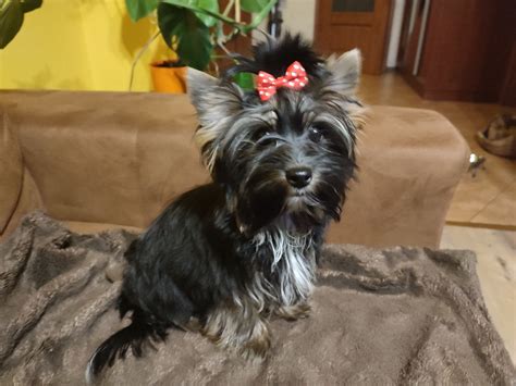 Piesek Yorkshire Terrier Miniaturka Z Rodowodem Busko Zdr J Olx Pl