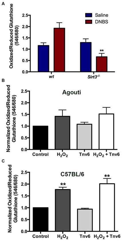 Frontiers Sirtuin Is Expressed By Enteric Neurons But It Does Not