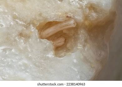 605 Maggots On Meat Images, Stock Photos & Vectors | Shutterstock