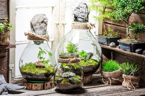 Guía completa para hacer un terrario en casa Todo lo que necesitas saber