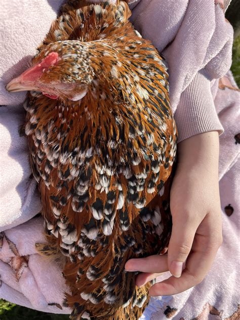 Chicken sleeping : r/chickens