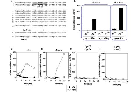 Effect Of Nitrogen Starvation N Sv On Ygjg Lacz Expression In The