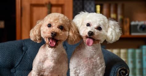 Bichon Frise vs Poodle: What’s the Difference? - IMP WORLD