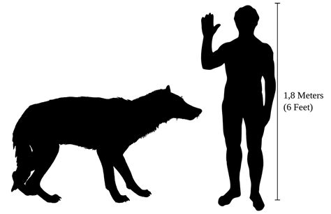 science based - What would a 100kg wolf look like? - Worldbuilding Stack Exchange