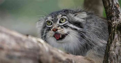 Pallas Cat Behavior - AnimalBehaviorCorner