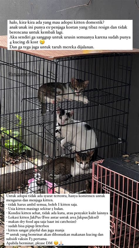 Mazzini On Twitter RT Luneaetic URGENTLY OPEN FREE ADOPT Kucing2