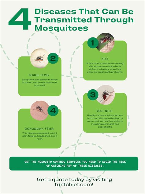 4 Diseases That Can Be Transmitted Through Mosquitoes - Turf Chief