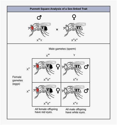 Sex Linked Punnett Square 745x805 Png Download Pngkit