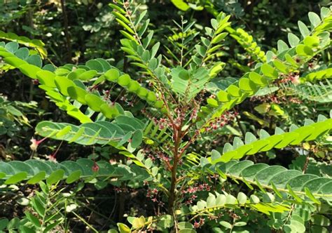 Chá de Quebra Pedra serve para quê Chá e Sabedoria Plantas e ervas