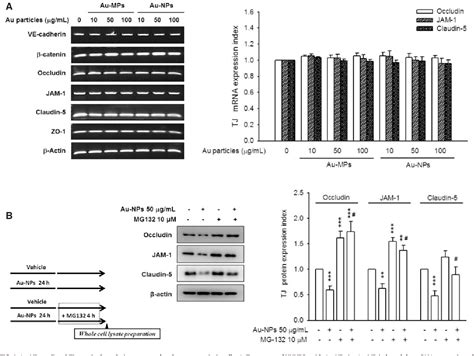 Figure 1 From Gold Nanoparticles Increase Endothelial Paracellular