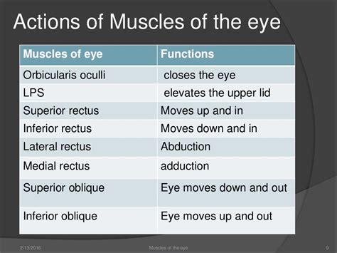 Muscles of the eye