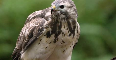 Cinematic Slow Motion Close Up Of Buzzard Looking Into Camera While