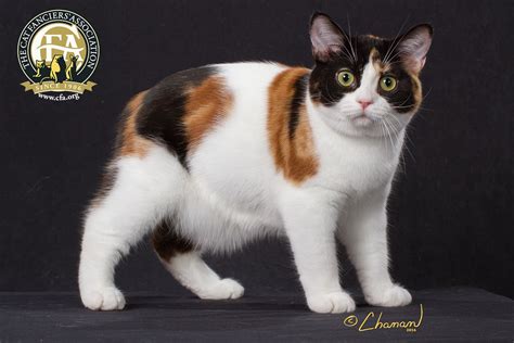 BEST KITTEN - REGIONS 1-9 GC, NW BRIAR-MAR'S ABSOLUTELY FABULOUS Calico ...