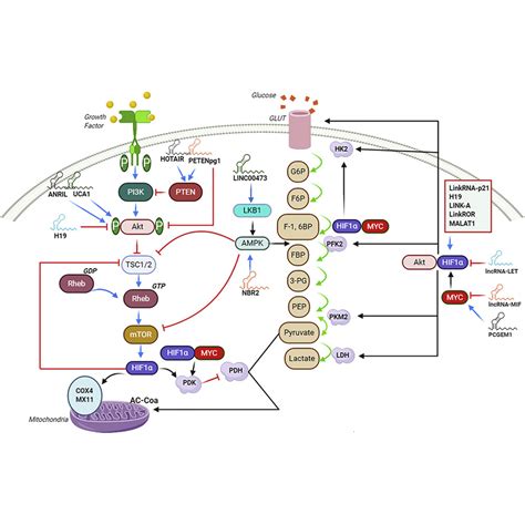 Regulation Of Glycolysis By Non Coding Rnas In Cancer Switching On The