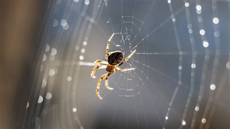 Orb Weaving Spiders Use Their Webs Like External Eardrums