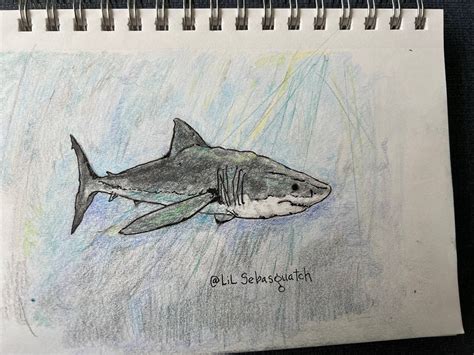 Great White Shark sketch, colored pencil. by LiLSebasquatch on DeviantArt