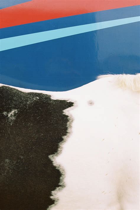 Marion Bergin - "Go faster stripes' - Horse Photo, Ballinasloe Horse