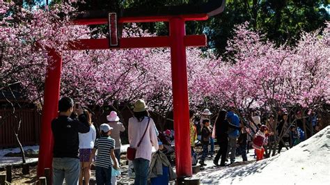 Sydney Cherry Blossom Festival in Auburn Botanic Gardens - Busy City Kids