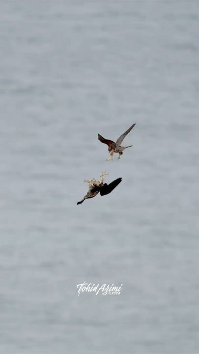 Juvenile Peregrine Falcons Play Fighting They Fledged Just A Week Ago And Already Becoming