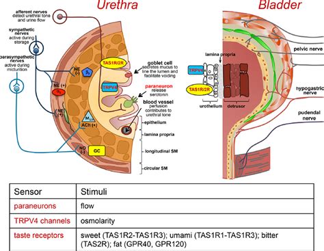 Implications For Bidirectional Signaling Between Afferent Nerves And