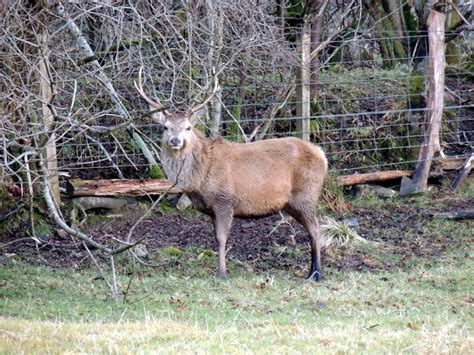 Mammals - british-wildlife