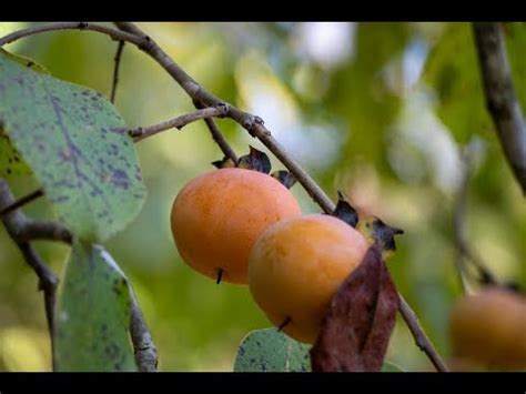 wild persimmon tree identification - Salience Vodcast Photogallery