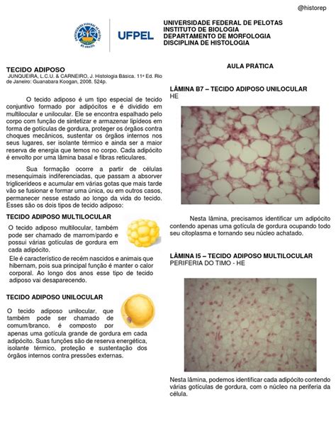 Tipo De Tecido Adiposo - Funções e Tipos de Tecido Adiposo | PDF | Tecido adiposo | Anatomia