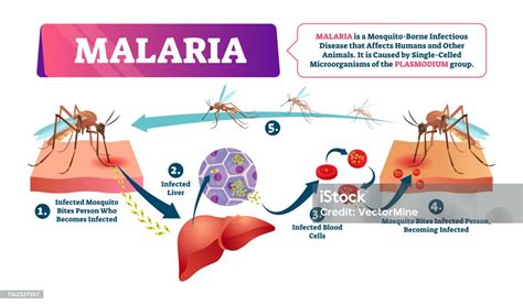 Vetores De Ilustração Do Vetor Da Malária Doença Infectada Pelo Sangue