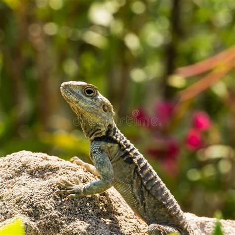 Wild Lizard Stock Image Image Of Fierce Forest Blue 74142003