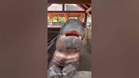 Baby Hippo Eating Watermelon Youtube