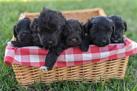 Portuguese Water Dog Puppies For Sale In Missouri