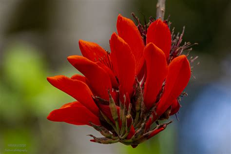 Mulungu Erythrina Velutina Mulungu Tree Local Jardim Bo Flickr