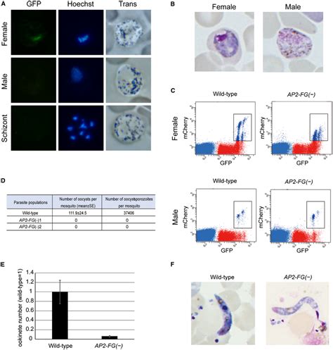 AP2‐FG is essential for the development of female gametocytes. A.... | Download Scientific Diagram