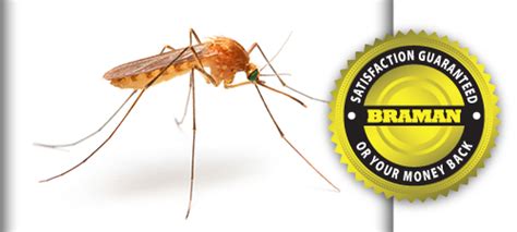 Mosquito And Tick Protection Program Braman Pest Control