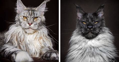 Retratos De Carism Ticos Y Majestuosos Gatos Maine Coon Cultura Inquieta